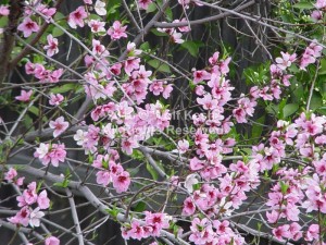 Pink Spring Blossoms Nature Art Photo By Wolf Kesh     