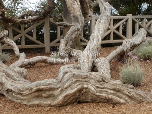 Roots Nature Art Photo By Wolf Kesh     